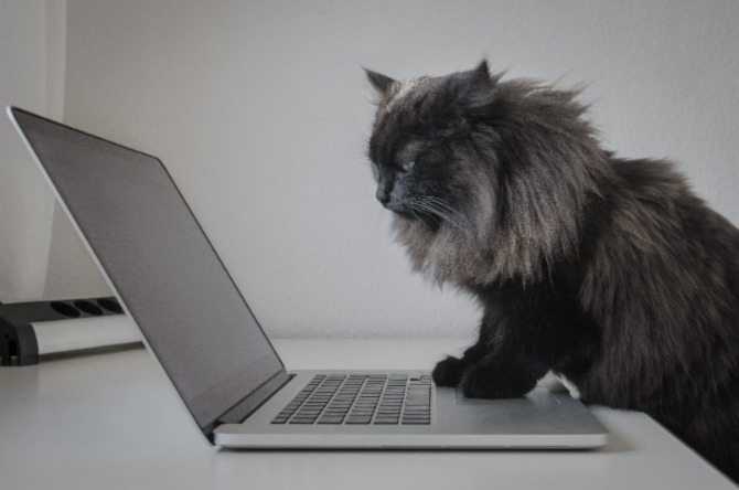 Cat and laptop